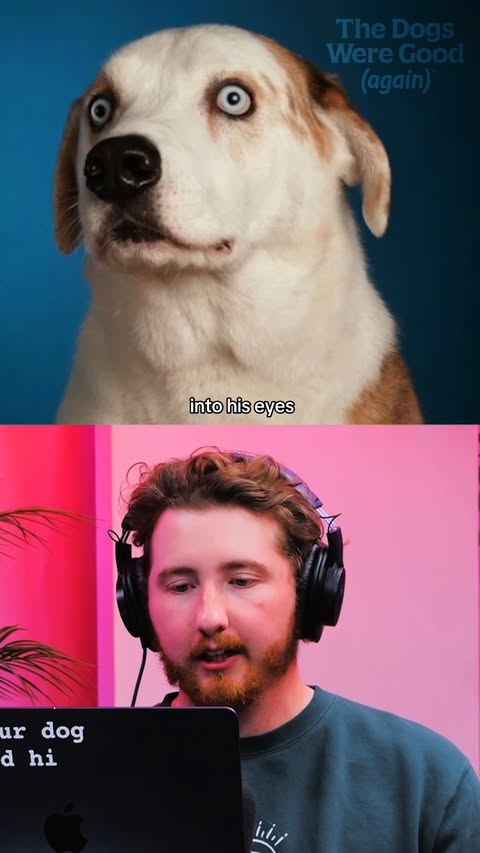 Instagram post by @thedogsweregoodagain for WeRateDogs. Caption reads: Pippin the legend! new episode out now 🤗.