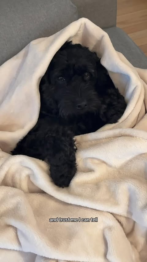 Instagram post by @whitneymarierisner for blue buffalo. Caption reads: [...] at home just got a lot better with....