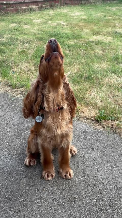 Instagram post by @thelifeofalfiee for More Years. Caption reads: Just making sure I get my dinner on time fwens,....