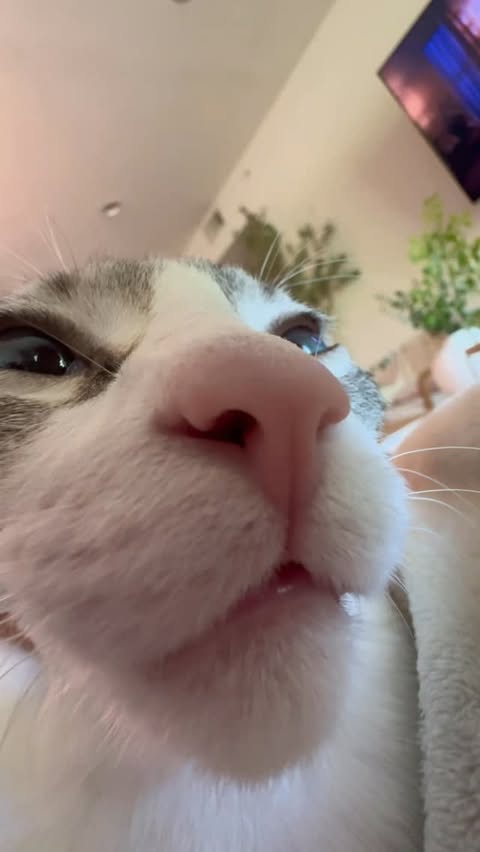 Instagram post by @sulleytheboy for Tractive. Caption reads: use code:SULLEYBOY40 for 40% off @tractive or....