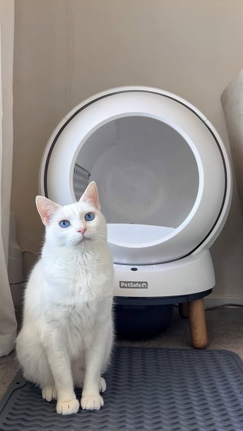 Instagram post by @purelylouie for PetSafe. Caption reads: [...] and look what’s on sale! ⁣ ⁣ It’s the....