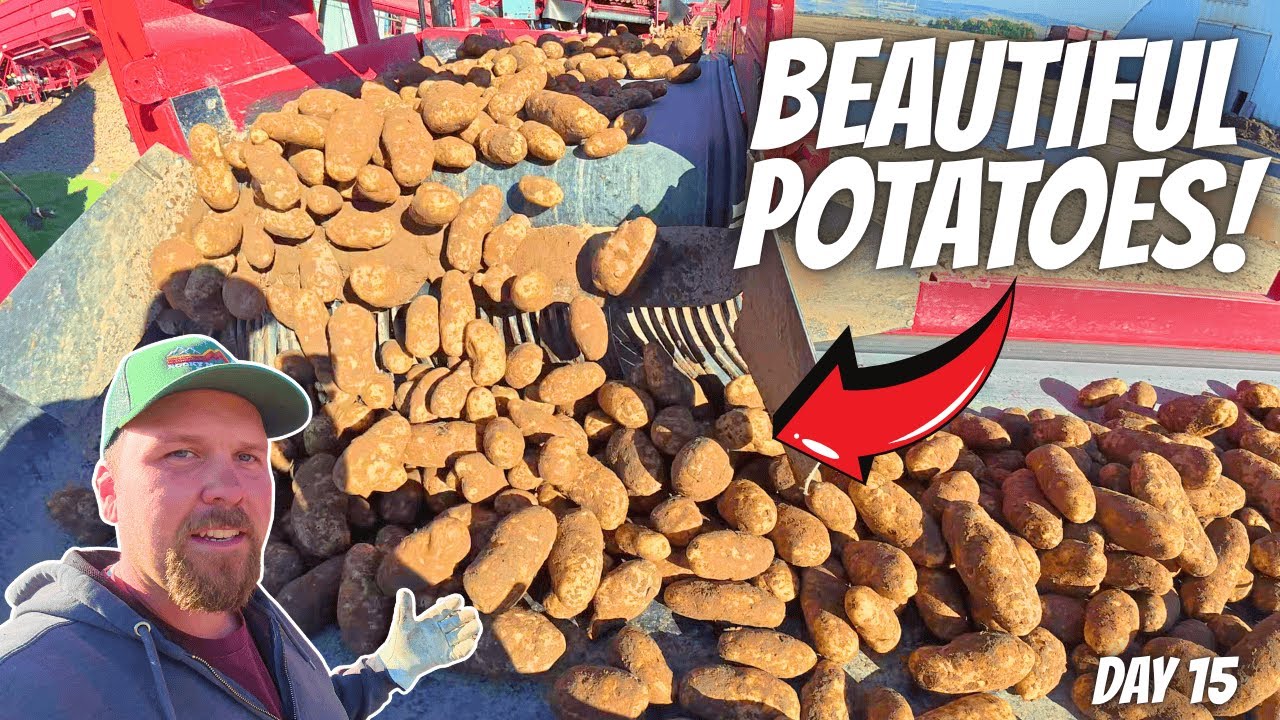 YouTube post by @RockyMountainFarmer for Farmers Defense. Caption reads: Our Fields Are a Mess… But These Spuds Are....
