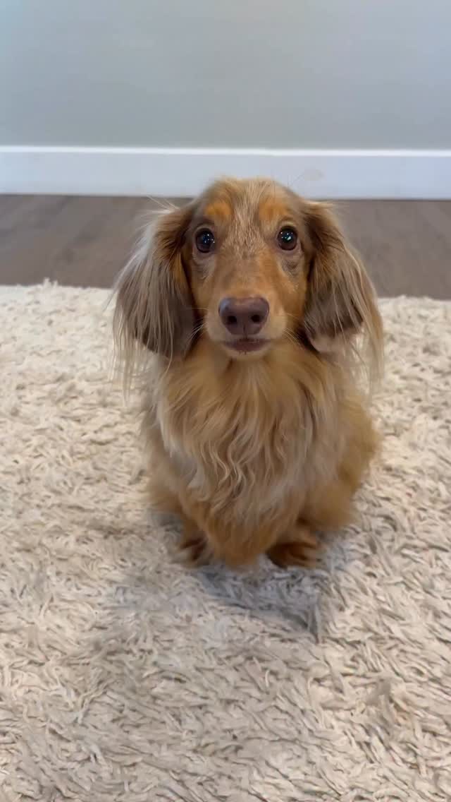 Instagram post by @roswell_weenie for Wellness Pet Food. Caption reads: Get ready with me for Thanksgiving at Grandma &....