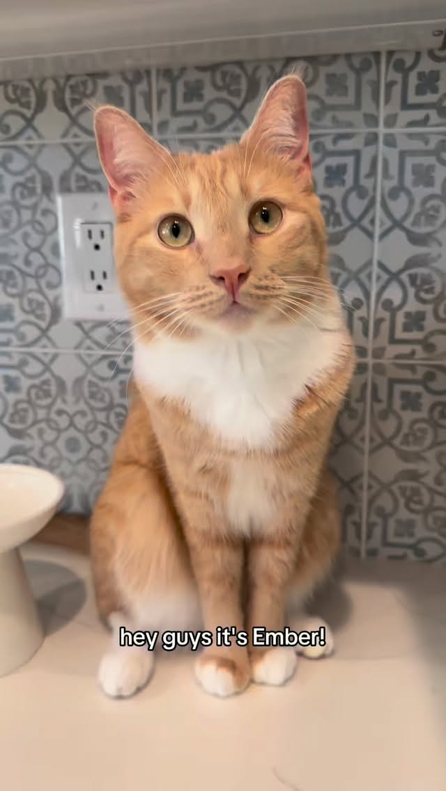 Instagram post by @embertheorangecat for NaturVet. Caption reads: [...] life is my #1 priority! And thanks to....