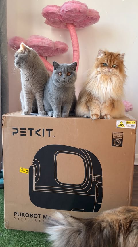 Instagram post by @felindorcats for Petkit. Caption reads: [...] our cats living their best life with the....
