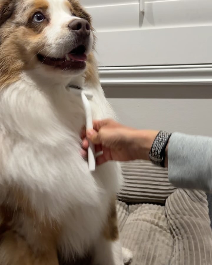 Instagram post by @moose.the.coolest.aussie for dancemoon. Caption reads: ✨✨GIVEAWAY CLOSED✨ @dancemoon.global and I have....