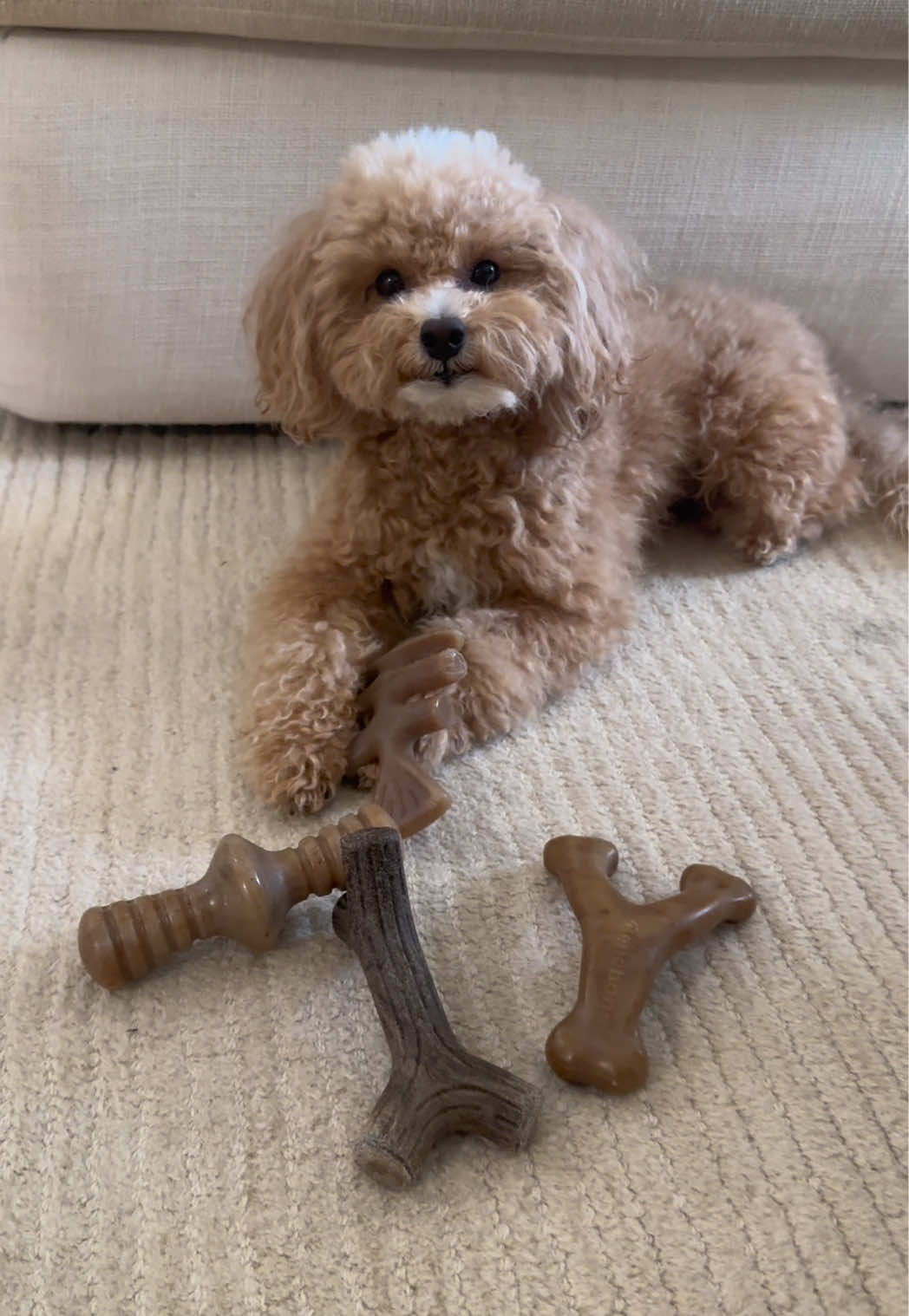 TikTok post by @teddydoodlebear for Benebone. Caption reads: [...] durable dog toys. We love our @Benebone’s in....