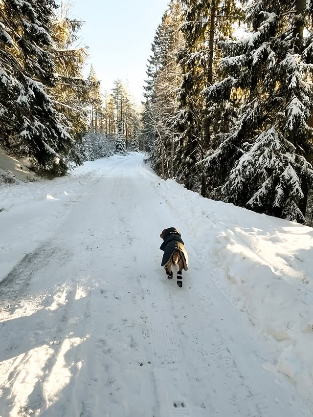 Instagram post by @yava.sofie for PAIKKA. Caption reads: We 🤍 Winter Ad/ Wearing @paikka.pet • • •....