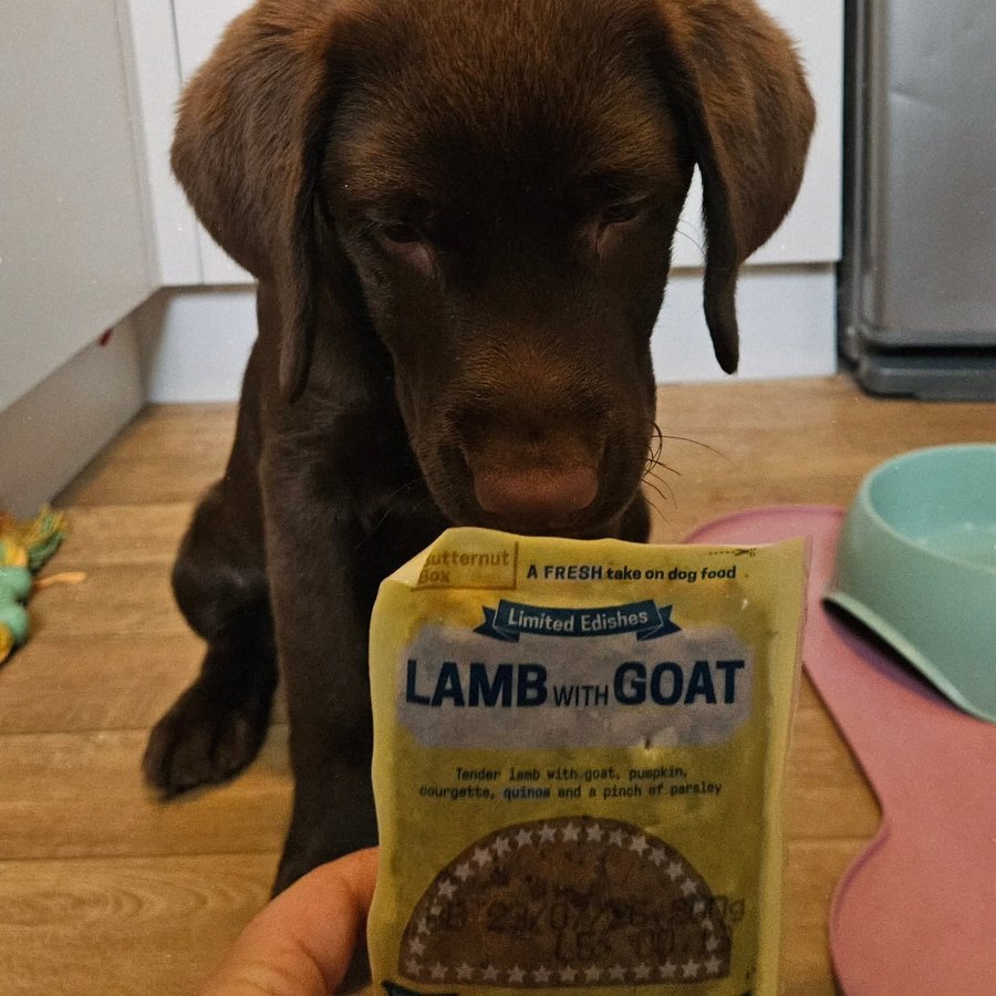 Instagram post by @ameliabutextra for Butternut Box. Caption reads: Sniff test approval for @butternutbox new....