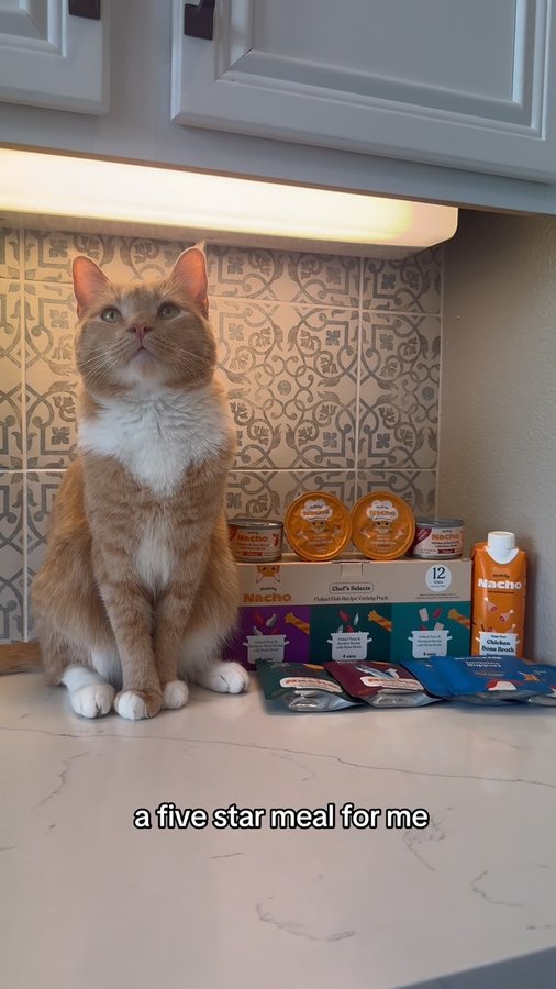 Instagram post by @embertheorangecat for Made by Nacho. Caption reads: When I feed Ember @madebynacho he eats like a....