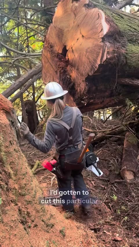 Instagram post by @tree_being for Ford Bronco. Caption reads: [...] time. #ReadySetFord Ready Set Ford™....