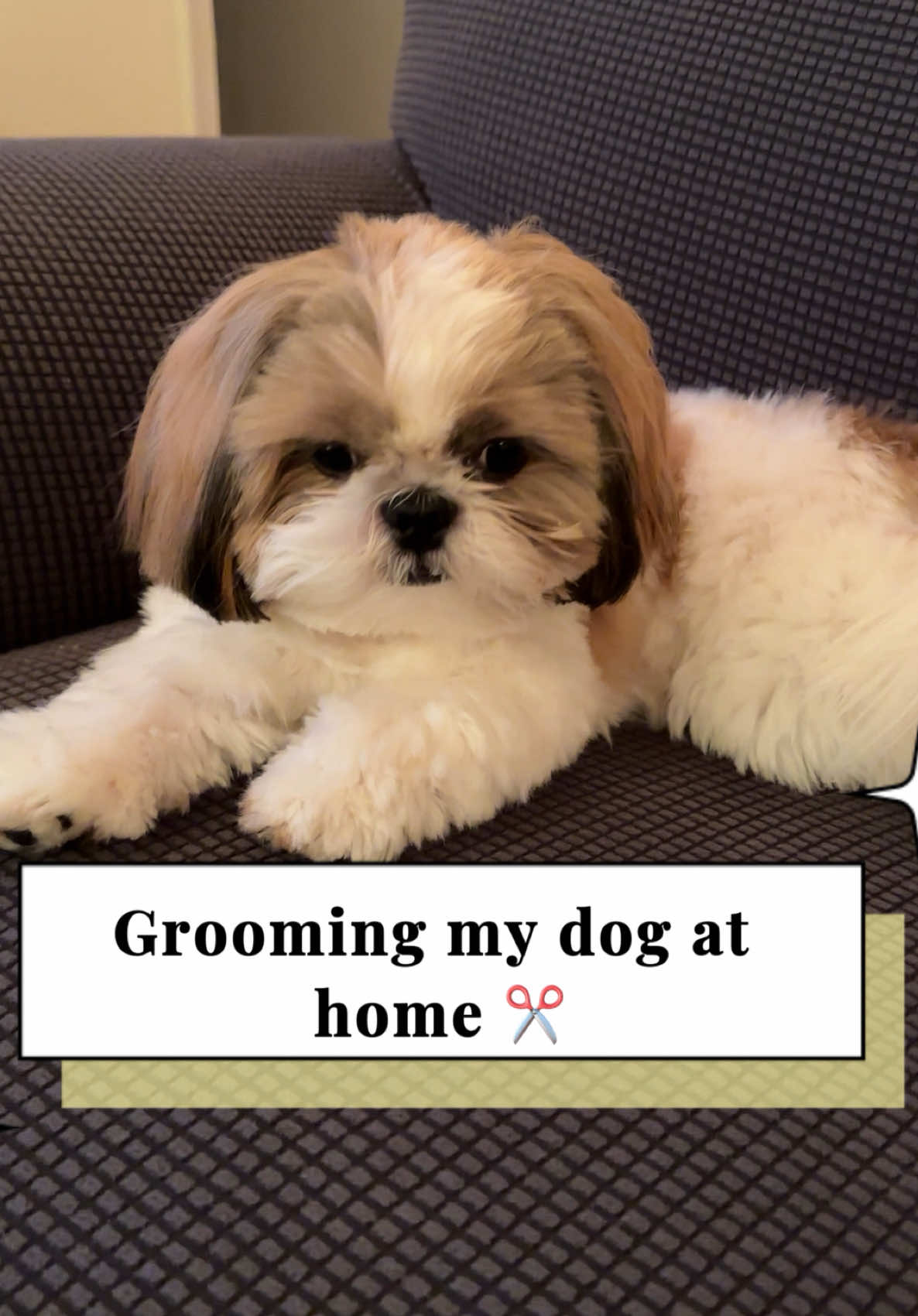 TikTok post by @chester.shihtzu for Geoorood. Caption reads: [...] money #doggrooming #doggroomingvacuum....