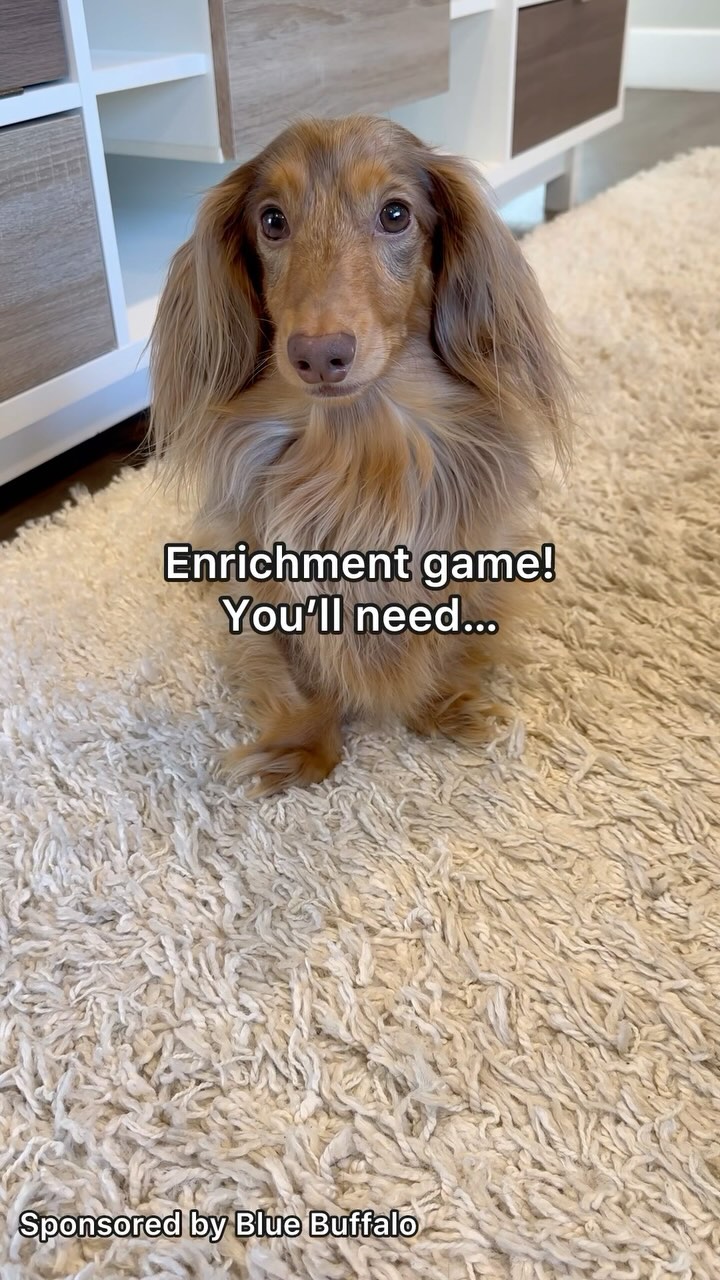 Instagram post by @roswell_weenie for blue buffalo. Caption reads: Rainy day? Try out this enrichment game with your....