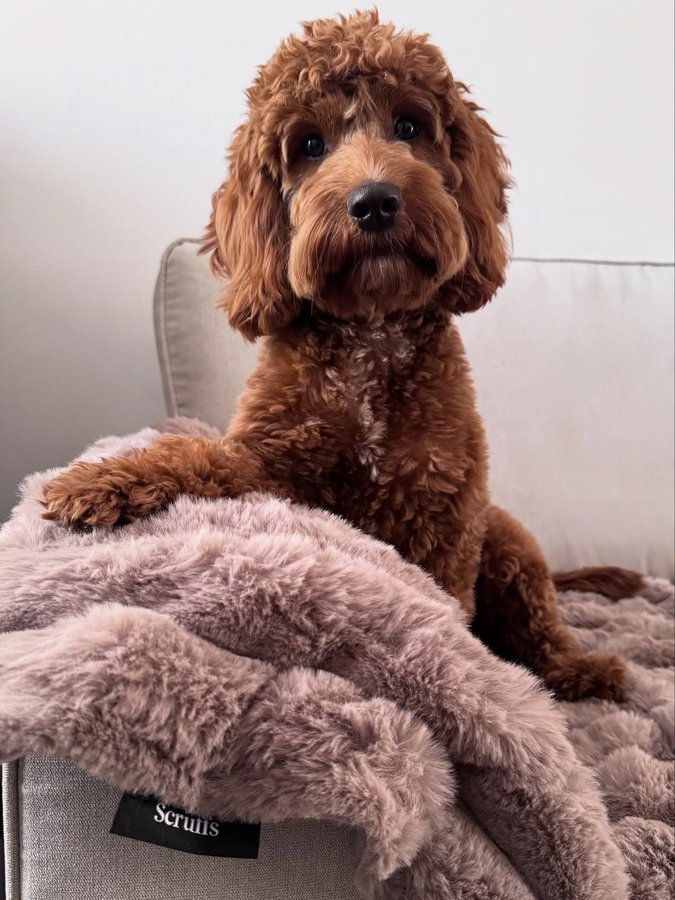 Instagram post by @nala_the_cockapoo5 for Scruffs. Caption reads: [...] My cosy Aspen Pet Blanket from....
