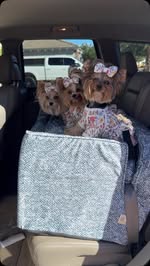 Instagram post by @sammie.n.maddie for Snoozer Pet Products. Caption reads: We love our new car seat from @snoozerpets 🩶 this....