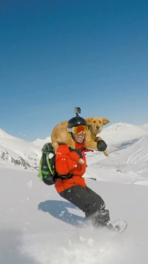 Instagram post by @andrew__muse for GoPro. Caption reads: [...] #goldenpuppy #adventuredog #alaska @gopro.