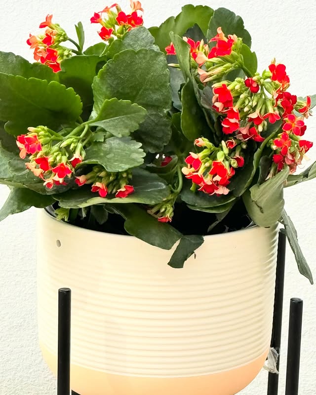 Instagram post by @mqsfreebies for Costa Farms. Caption reads: @costafarms @fromthelobby #trendingtropicals [...].