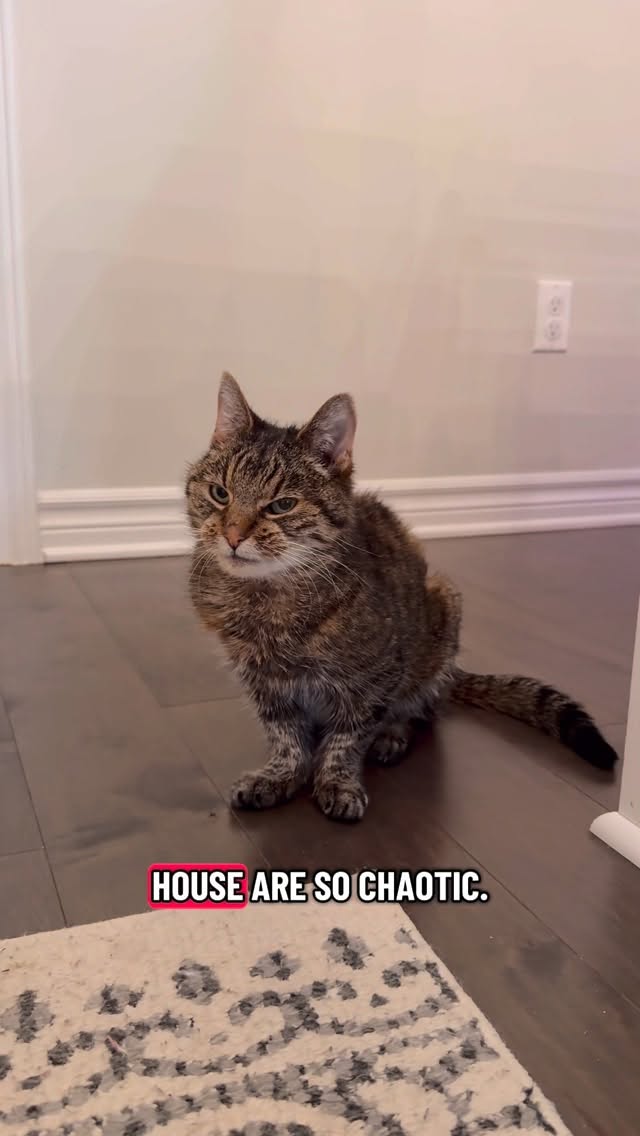 Instagram post by @hernameisginnyofficial for Petlibro. Caption reads: Our @petlibro Polar Smart Wet Food Feeder makes....