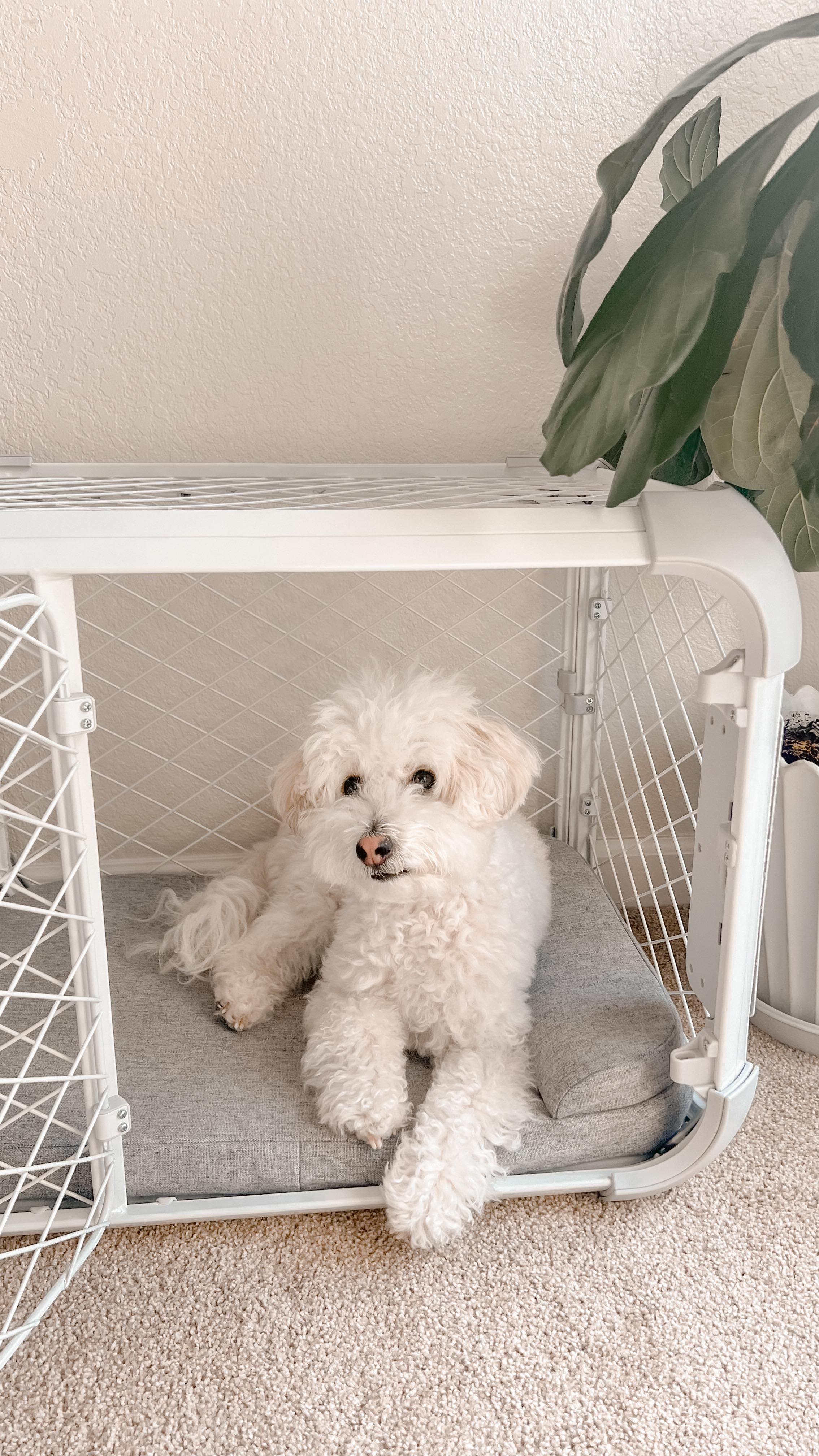 Instagram post by @dooditsmochi for Diggs. Caption reads: dog crate but make it aesthetic ✨

our dogs rule....