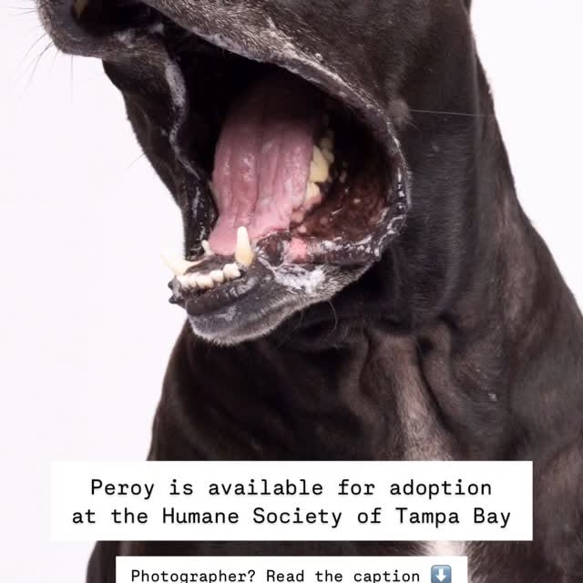 Instagram post by @humanesocietytampa for Westcott Lighting. Caption reads: [...] Thanks to this week’s sponsor....