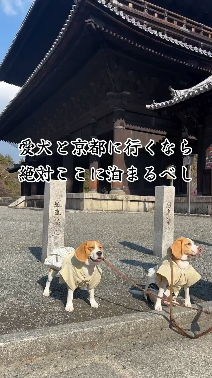 Instagram post by @isaki_0220 for Socialport. Caption reads: @hotel_anddoggy....