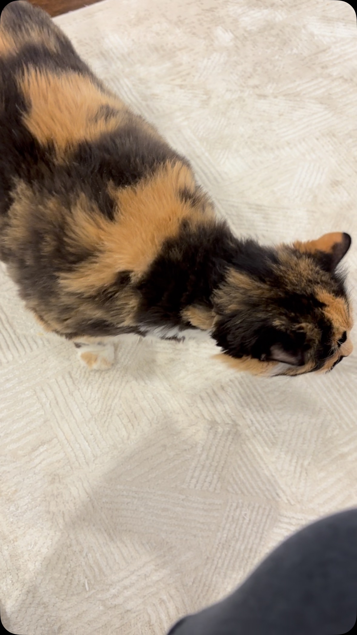 Instagram post by @thebighousesanctuary for Greenies. Caption reads: Maple doesn’t share her @greenies 😂.