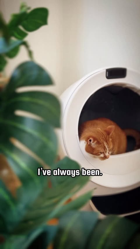 Instagram post by @beautynthebean for Litter-Robot. Caption reads: [...] for attention. It just shows up.....