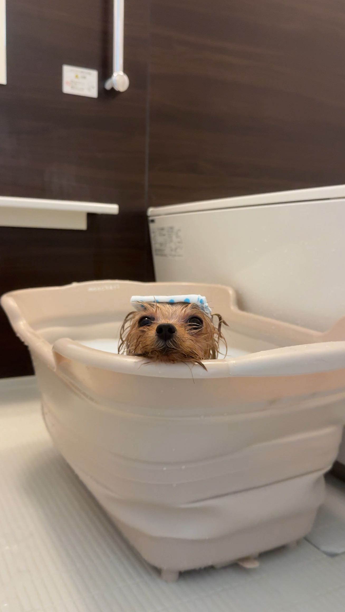 Instagram post by @u_u_829 for Mon Cheri. Caption reads: お風呂timeウニさん🛁
⁡
 @moncheri.dog....