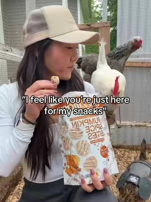 TikTok post by @chickmeout6 for Drizzilicious. Caption reads: My chickens always wanting my snacks!....