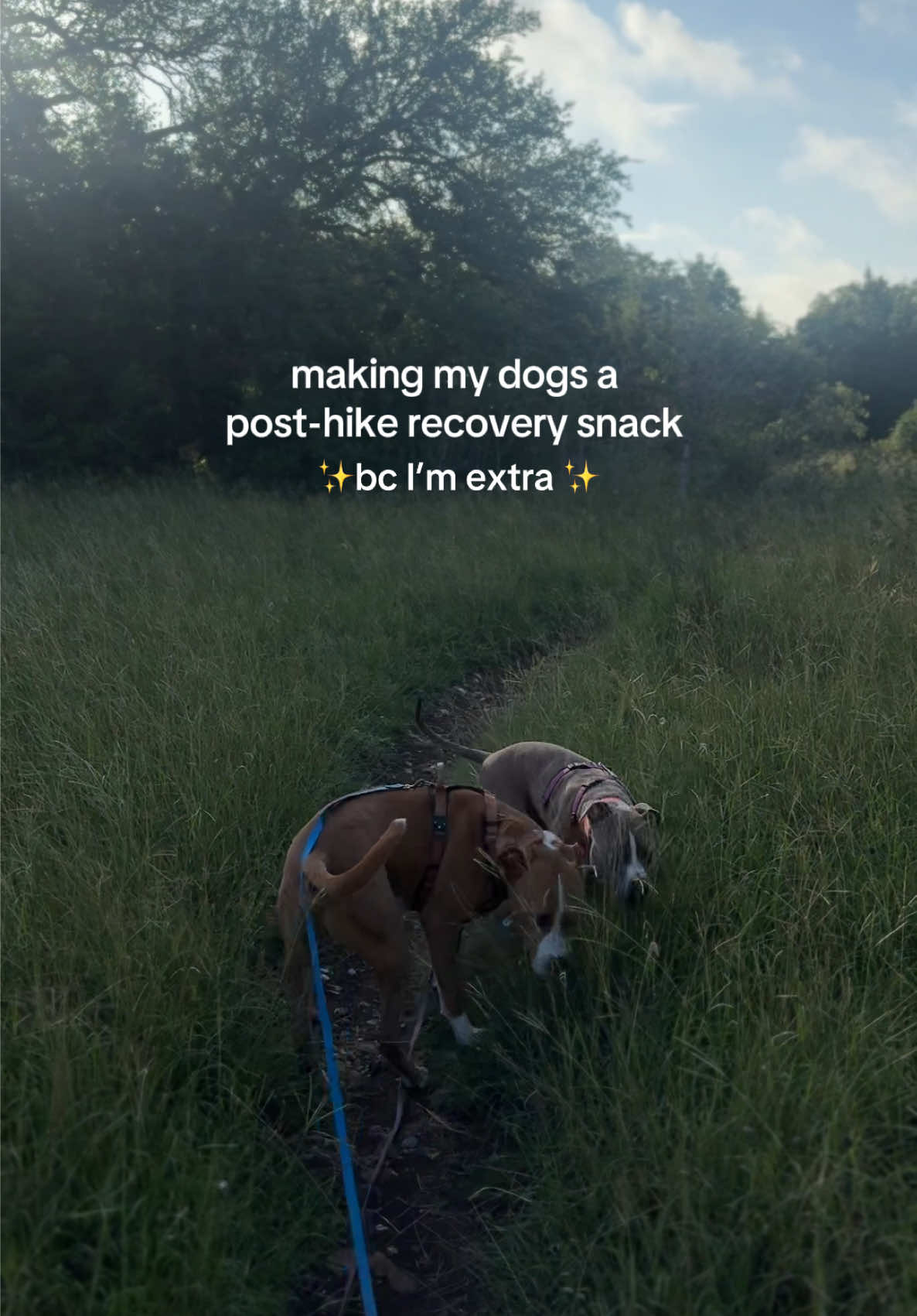 TikTok post by @harveytherescue for MYOS Pet. Caption reads: [...] @Native Pet code HARVEY for 20% off ✨....