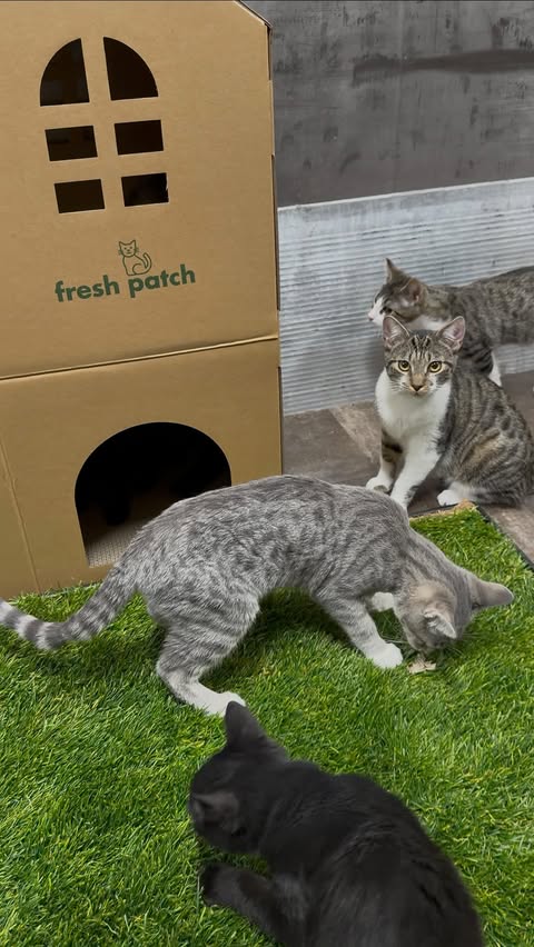 Instagram post by @davidloop65 for freshpatch. Caption reads: Our friends at @freshpatch have generously....