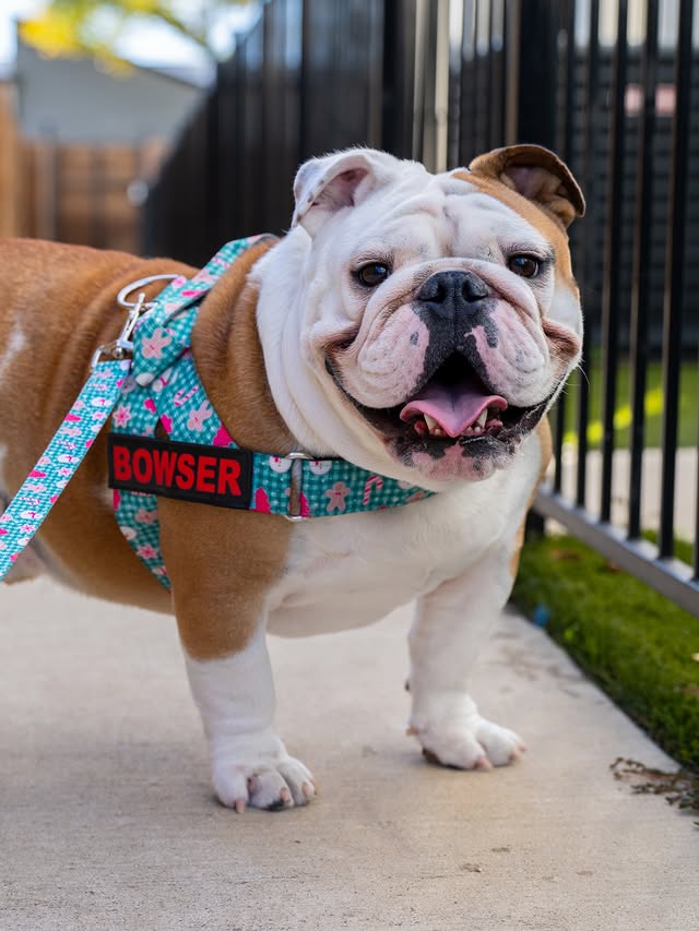 Instagram post by @bowser_the_english for Bullhug. Caption reads: Use code BOWSER10 for 10% off your @bullhug....