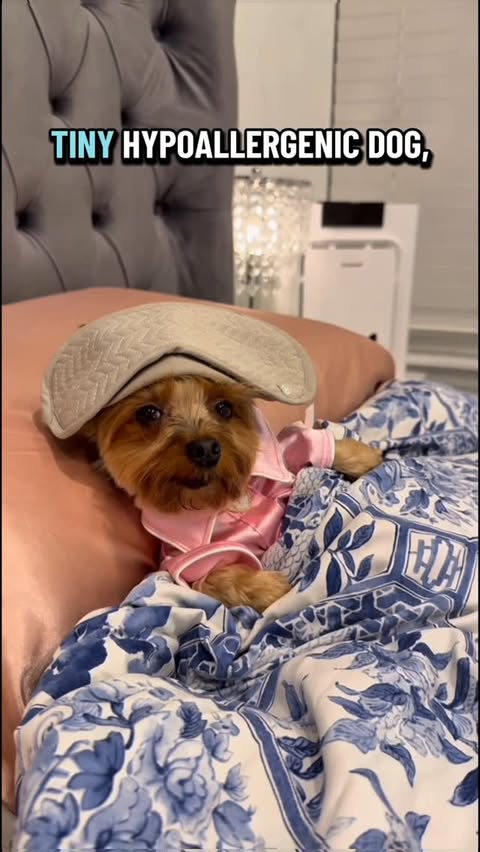 Instagram post by @nycyorkiegirls for Oneisall. Caption reads: Are you and your pet breathing the cleanest....