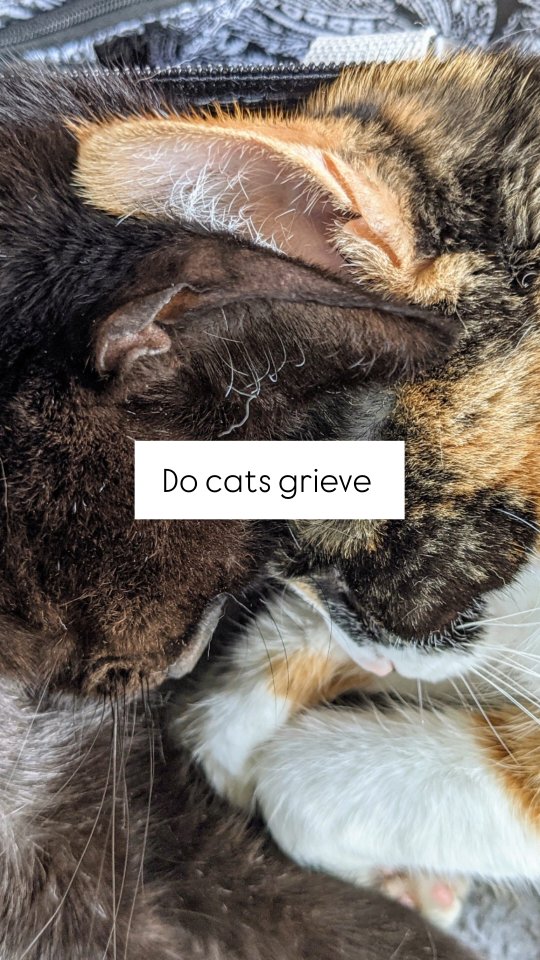 Instagram post by @elsiewants for FluentPet. Caption reads: [...] and telling her that I was sad, too.....