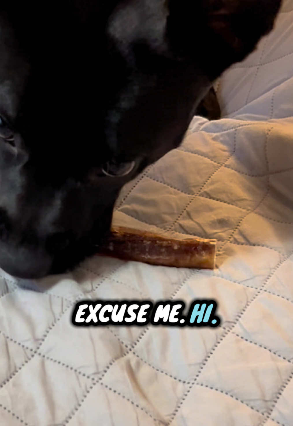 TikTok post by @hybrid_bully for King Lou. Caption reads: [...] 10/10 would chew again 😭🐶🔥 The @King Lou....