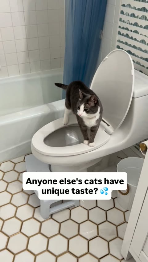 Instagram post by @imperfectcatmom for PETLIBRO. Caption reads: [...] we're loving the Dockstream 2 from....