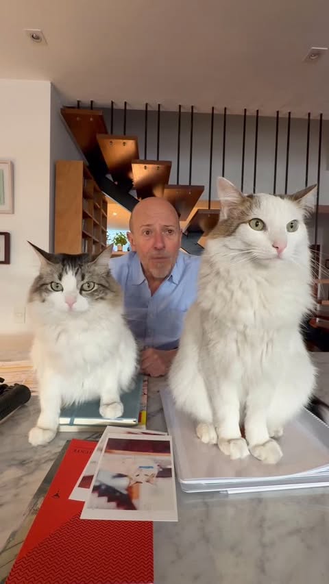 Instagram post by @diegotrujillo for Nutriss Cat Lovers. Caption reads: [...] de transición. 😻😻
@nutrisscatlovers 
....