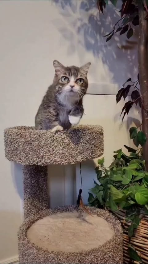 Instagram post by @winkythedwarfcat for Oneisall. Caption reads: [...] things about our new air purifier by....