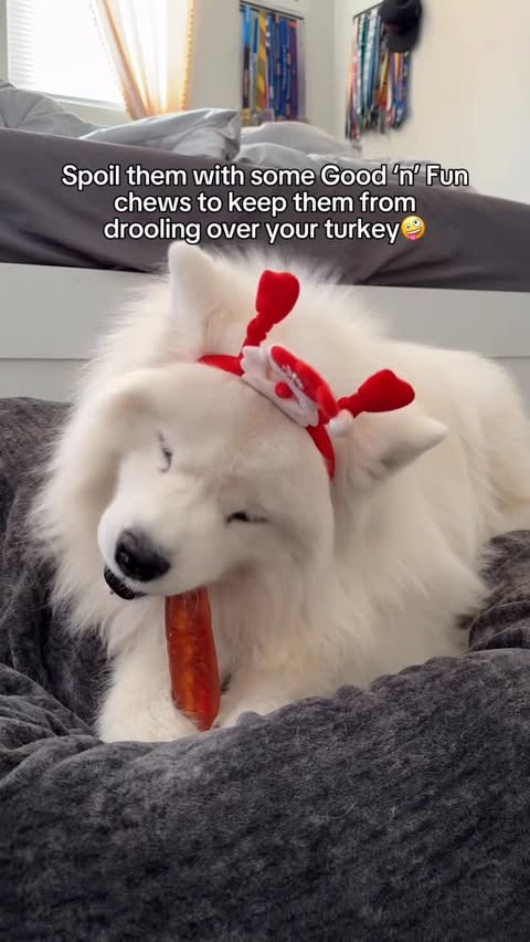 Instagram post by @biffthesamoyed for Good 'n' Fun. Caption reads: [...] we’re bringing out their favorite....