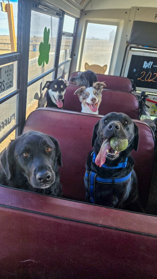 Instagram post by @ruffandpuffyyc for Petlibro. Caption reads: Perks of being the dog bus driver's kid? Unlimited....