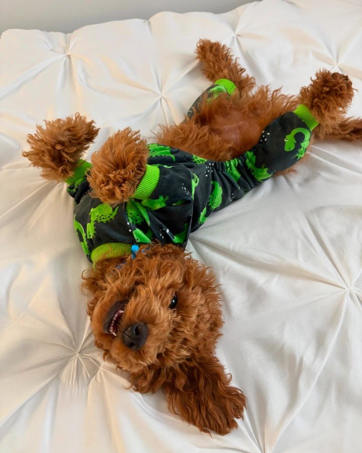 Instagram post by @milospaws for Fitwarm. Caption reads: In love with my new pyjamas💚

Wearing....