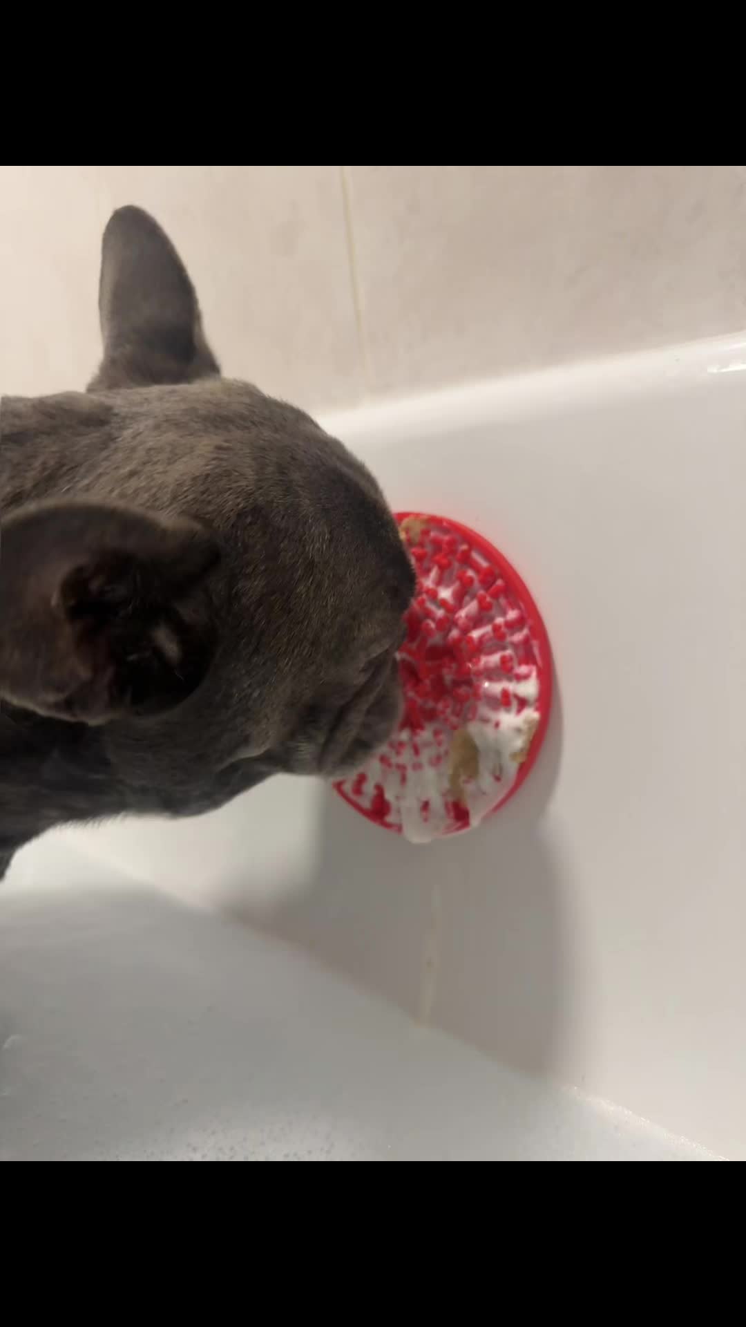 TikTok post by @bertiethefrenchie for Herbal Dog Co. Caption reads: Frenchie bath time featuring @Herbal Dog Company....