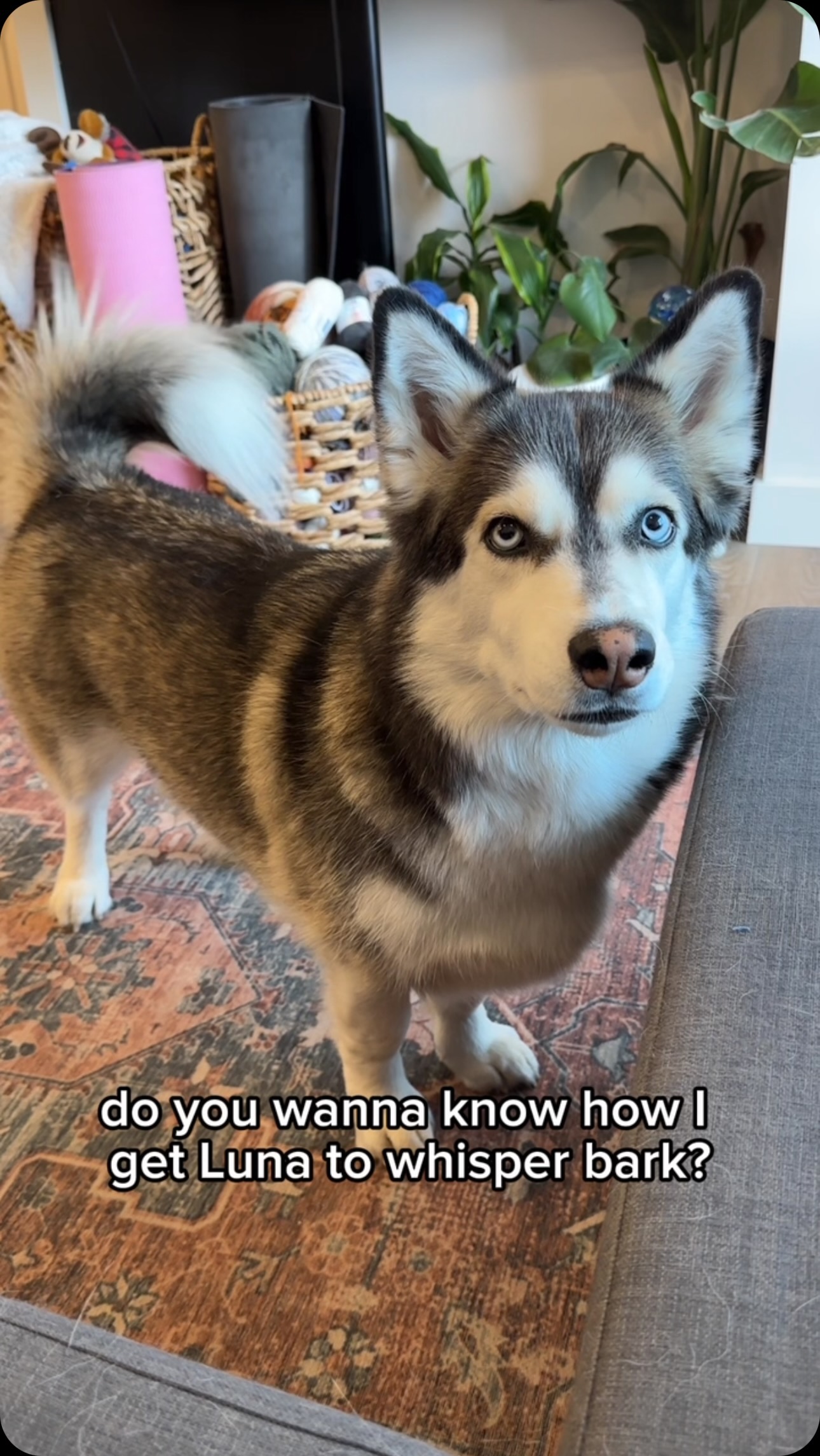 Instagram post by @lunahuskycorgi for Hills Pet. Caption reads: #HillsPartner #ad - How I get Luna to Whisper bark....