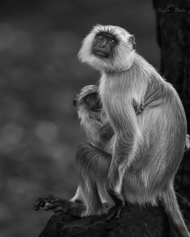 Instagram post by @yogesh_bhatia_wildlife for discoveryplus. Caption reads: Wildlife photography gives us the opportunity to....