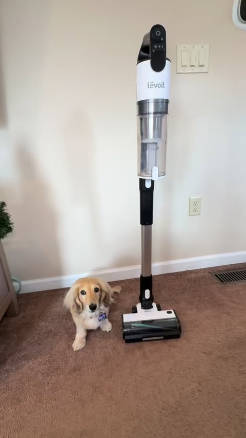 Instagram post by @itslucythedoxie for Levoit. Caption reads: I’m messy, but worth it 🧹🧼🐾
•
•
Between the....