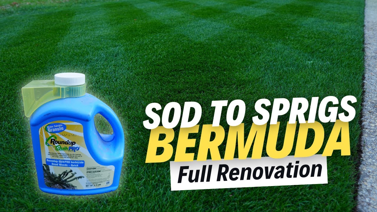 YouTube post by @ElevatedLawnscapes for Simple Lawn Solutions. Caption reads: Killed My Cool Season Grass For IronCutter Bermuda....