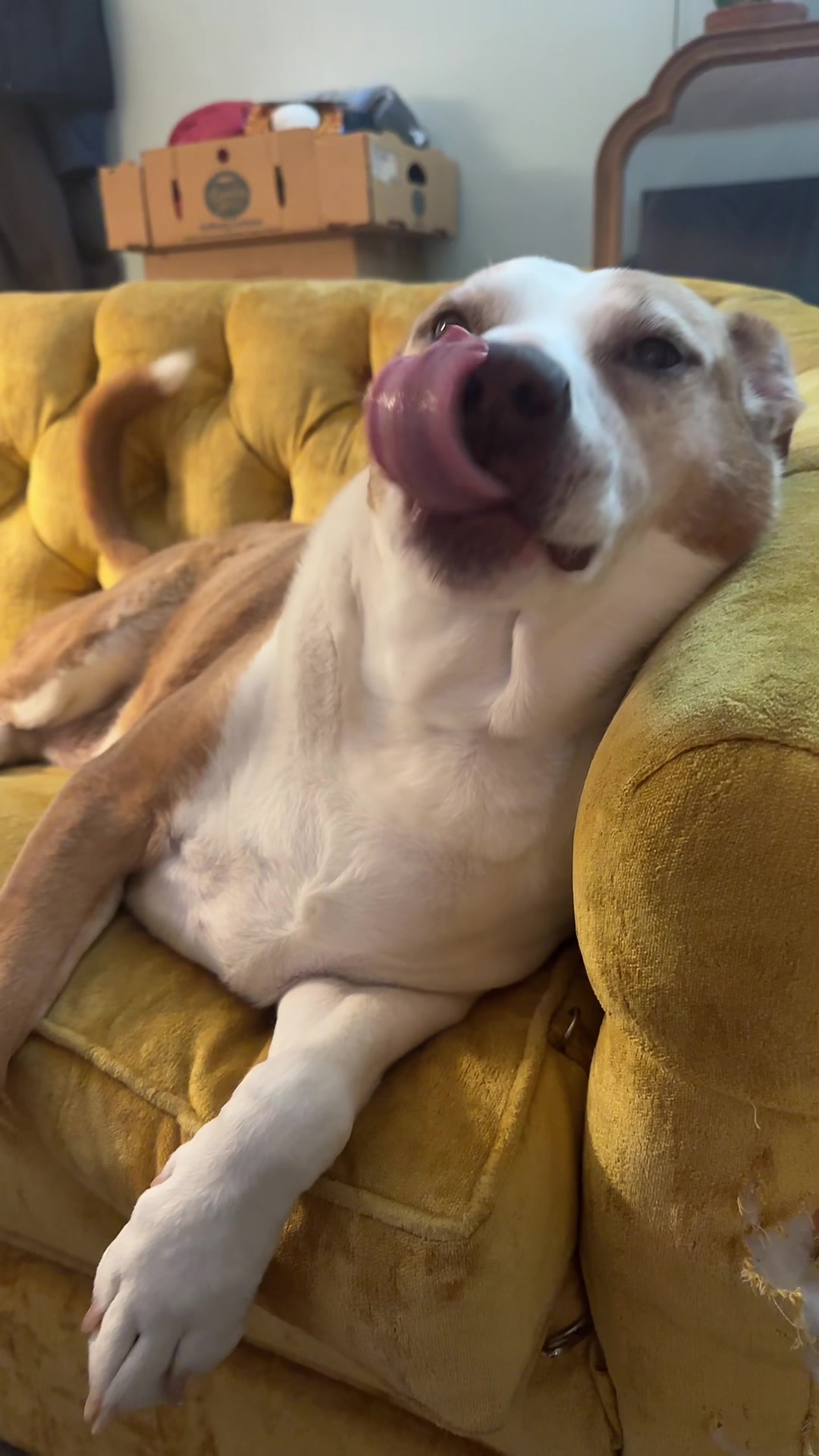 TikTok post by @charlottethedog12 for Beloved Pets. Caption reads: Thanks @Beloved Pets she can’t wait to try them!....