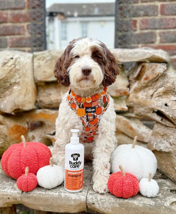 Instagram post by @poppy_n_basil for Poochie Pals. Caption reads: ℙ𝕦𝕞𝕡𝕜𝕚𝕟 𝕤𝕡𝕚𝕔𝕖 𝕜𝕚𝕤𝕤𝕖𝕤 & 𝕔𝕠𝕤𝕪....