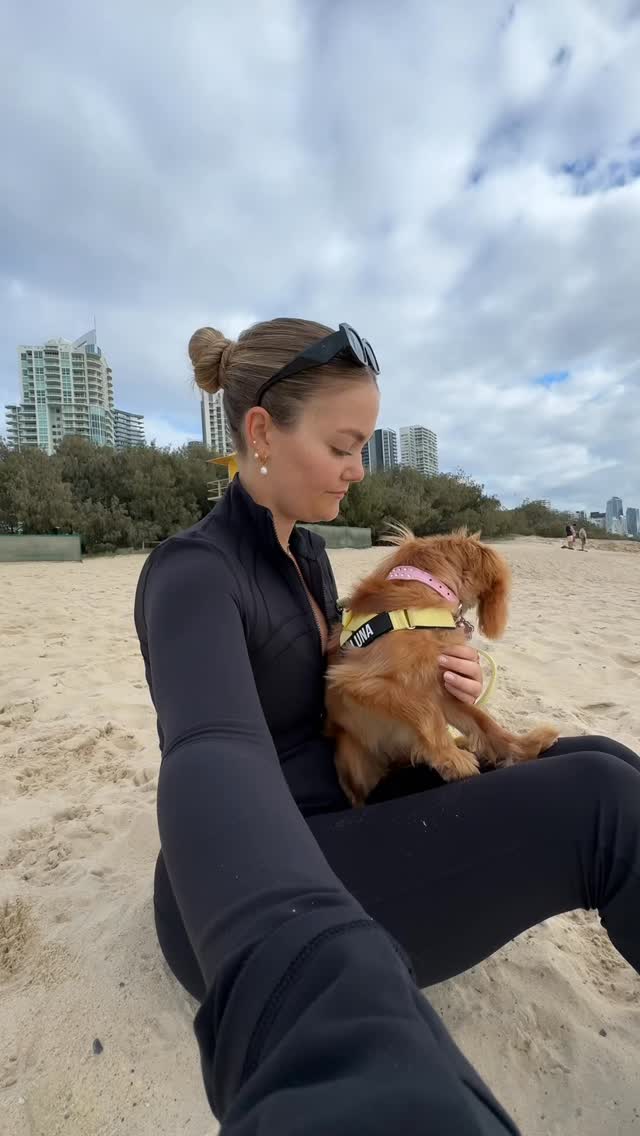 Instagram post by @universal_love_with_tayla for Dog Friendly Co. Caption reads: My little looney tune 💛 wearing the cutest....