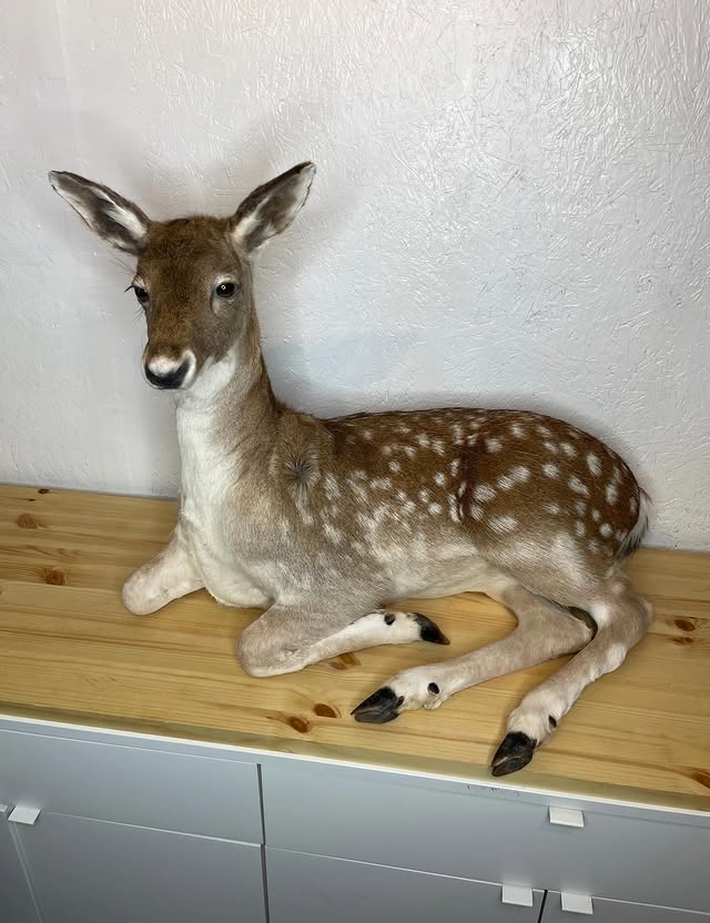 Instagram post by @brooklyntaxidermy for Merrell. Caption reads: [...] be part of an upcoming ad campaign for....